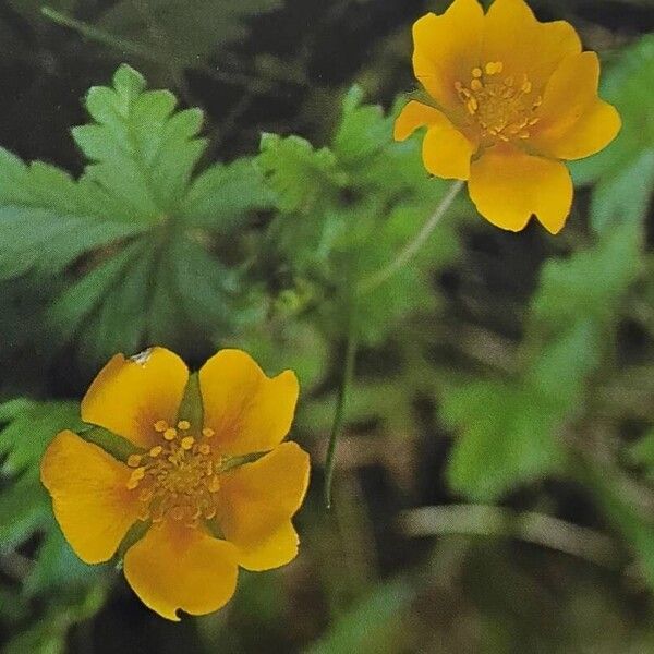 Potentilla crantzii Flor