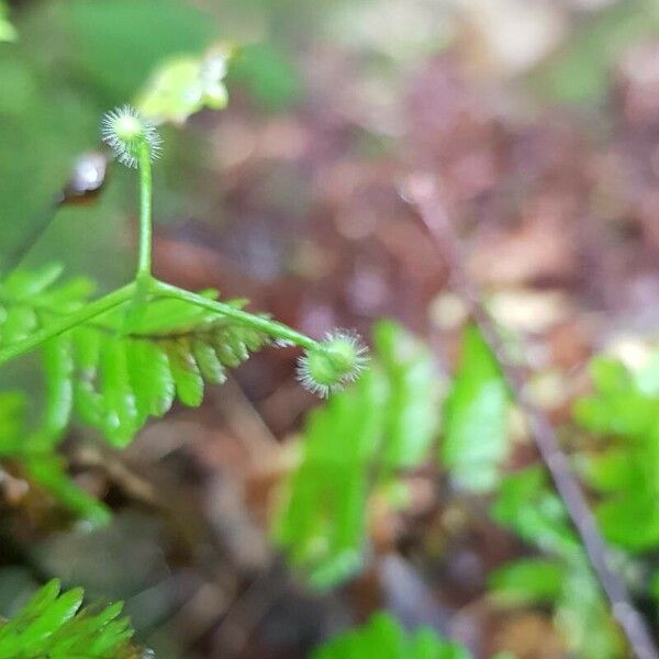 Galium triflorum Fruit