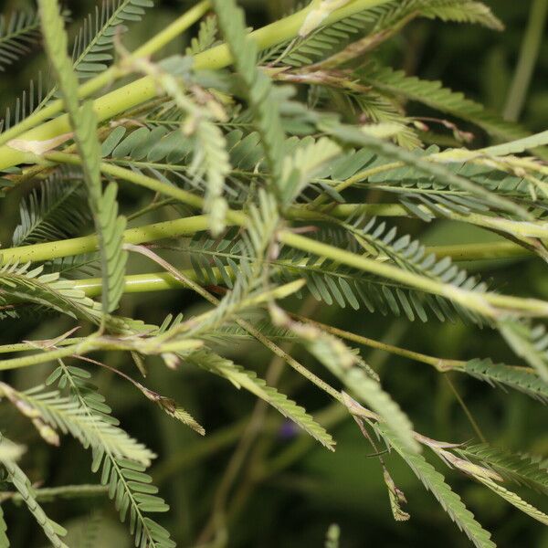 Aeschynomene filosa Blad