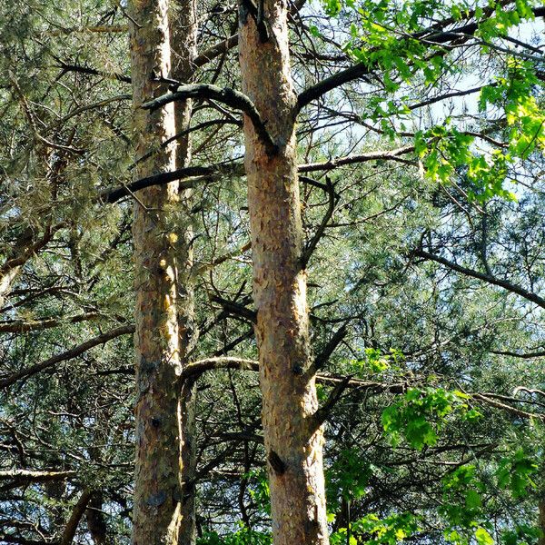 Pinus sylvestris Escorça