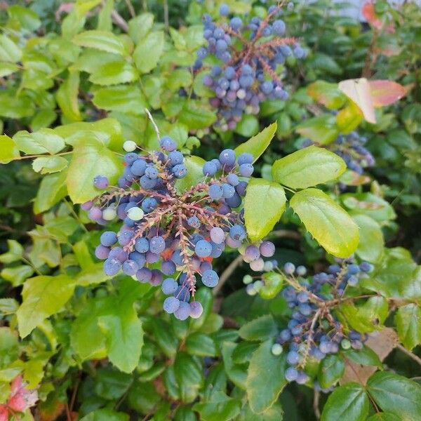 Berberis aquifolium ᱡᱚ