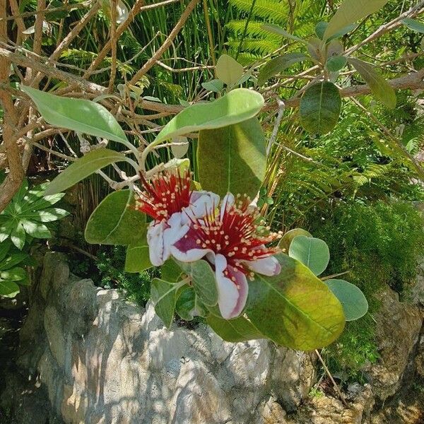 Feijoa sellowiana 花