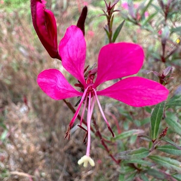 Oenothera lindheimeri Fleur