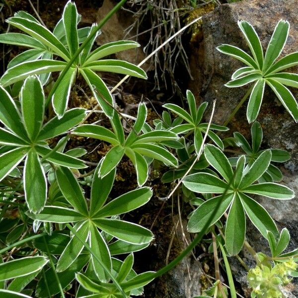 Alchemilla alpigena Levél