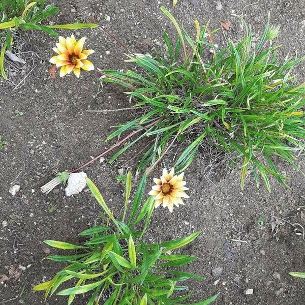 Gazania rigens موطن