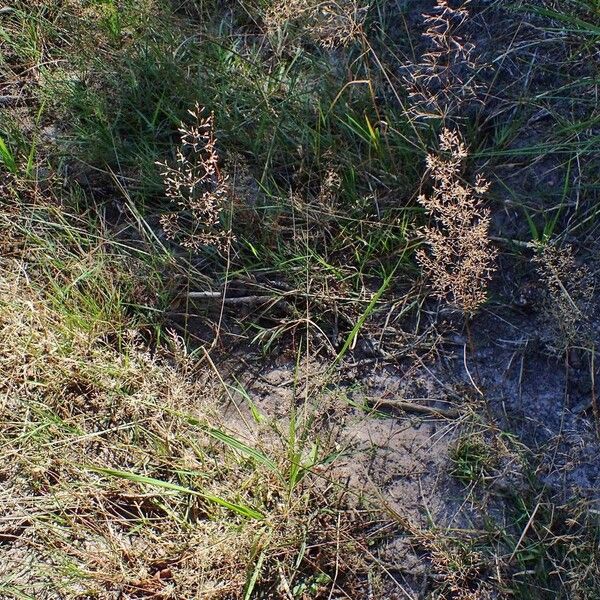 Agrostis stolonifera 整株植物