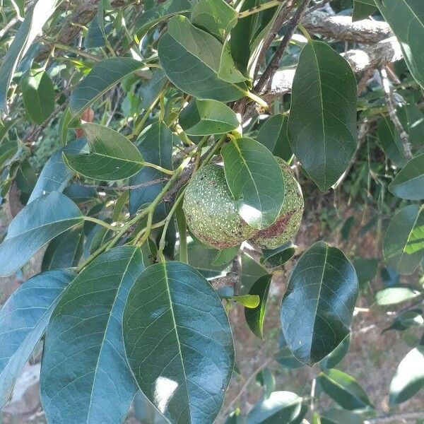 Annona glabra Фрукт