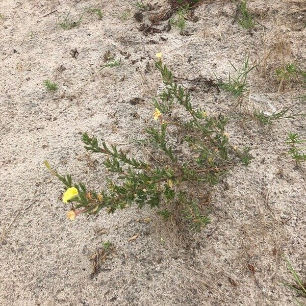 Oenothera laciniata Цветок