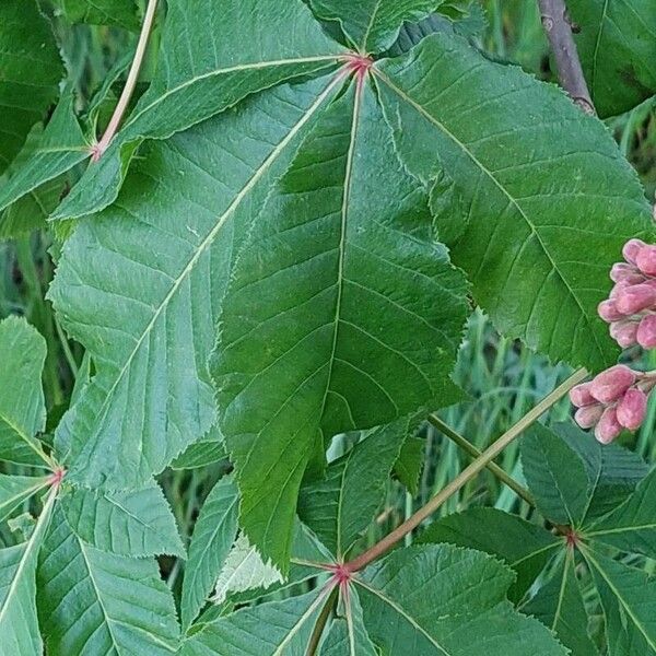 Aesculus pavia 葉