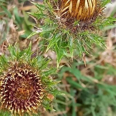 Carlina vulgaris Flower