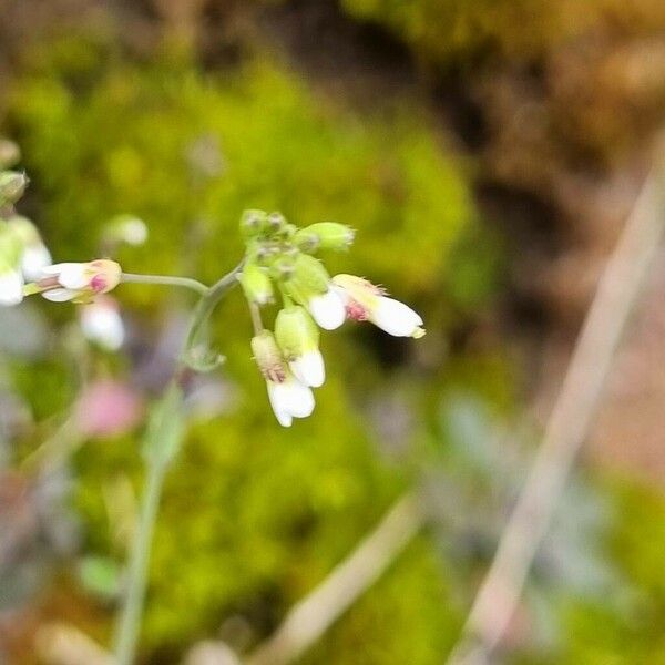 Arabidopsis thaliana Blodyn