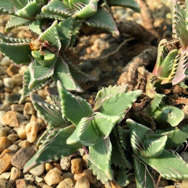 Faucaria tigrina Habitus