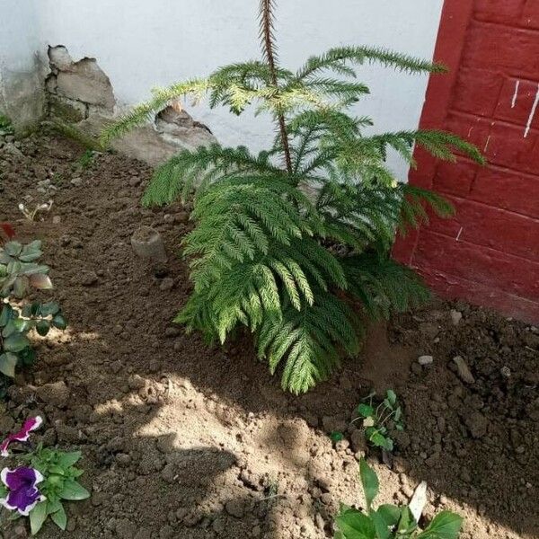 Araucaria heterophylla Leaf