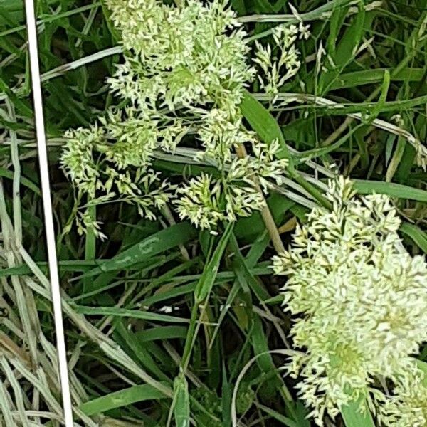 Agrostis stolonifera 花