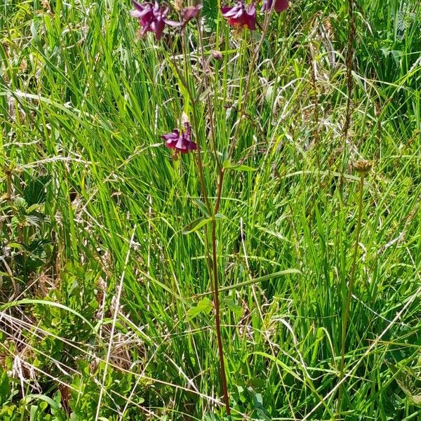 Aquilegia atrata Vivejo