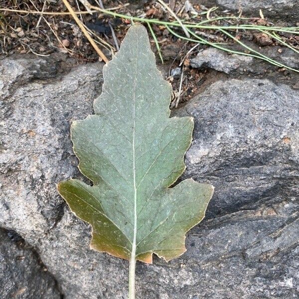 Crambe scoparia Leaf