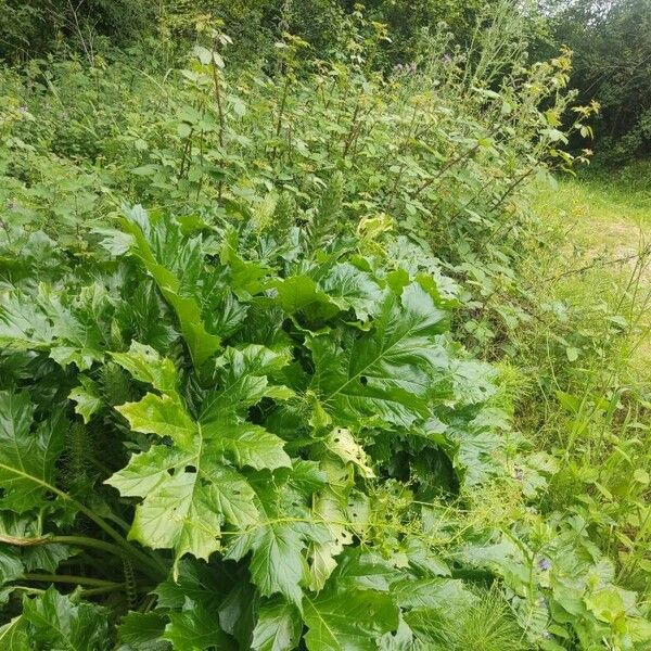 Acanthus mollis पत्ता