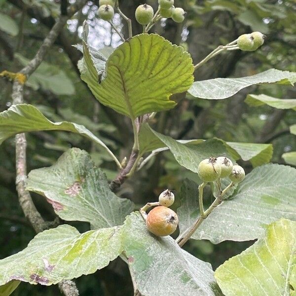 Sorbus aria 葉