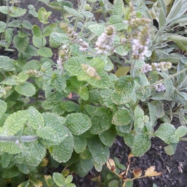 Mentha suaveolens Blad