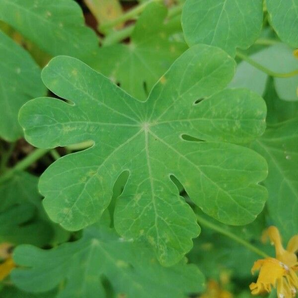 Tropaeolum peregrinum Foglia