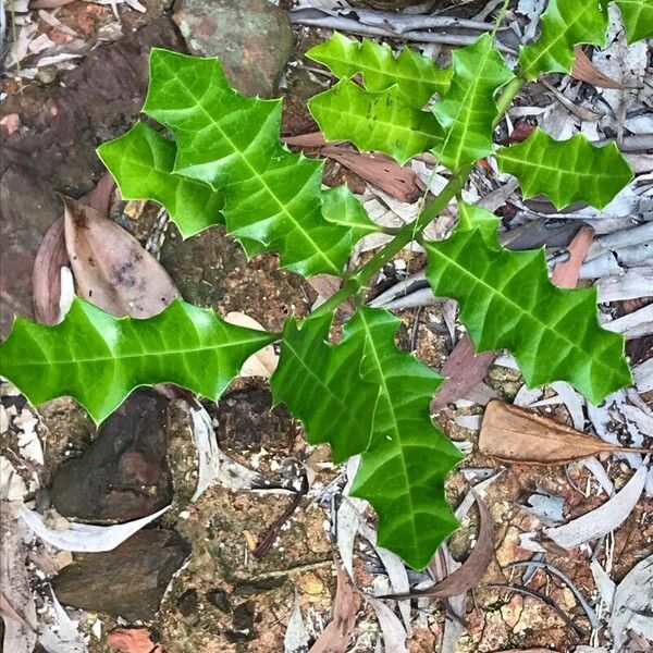 Acanthus ilicifolius Foglia