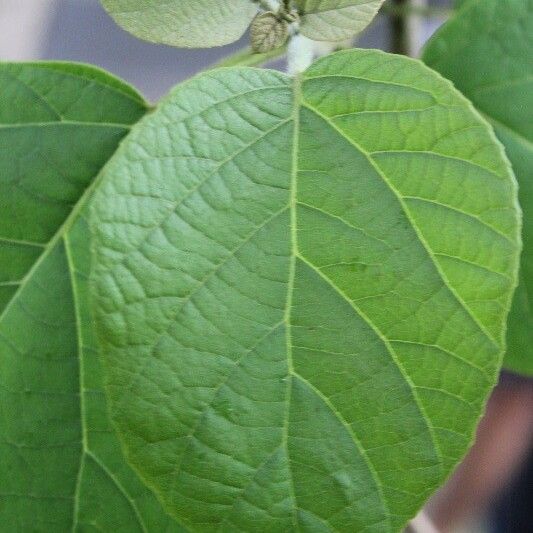 Cordia africana Foglia