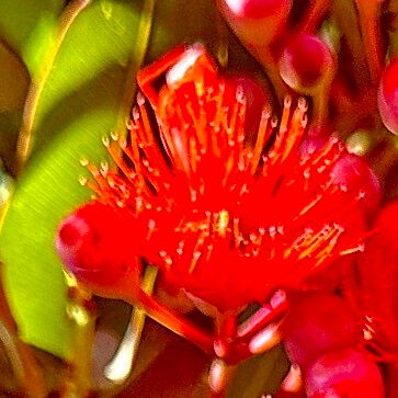 Corymbia ficifolia Flower