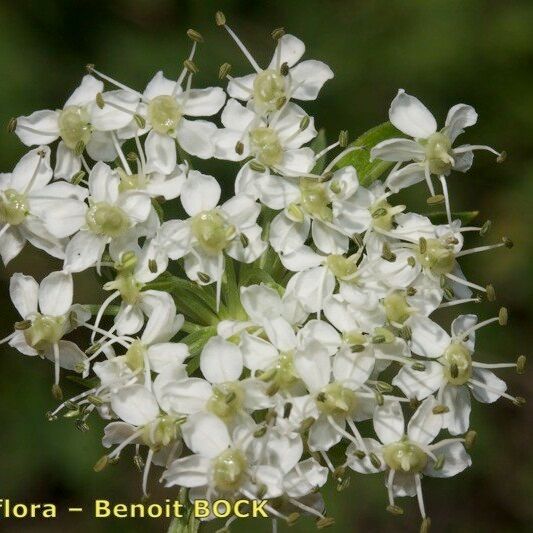 Pleurospermum austriacum 花