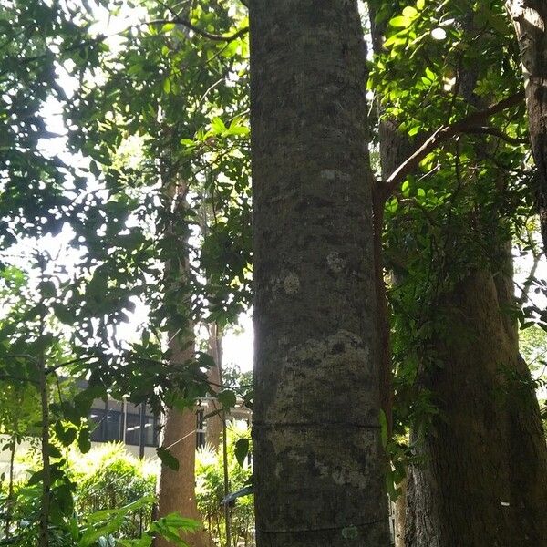 Artocarpus lacucha Casca