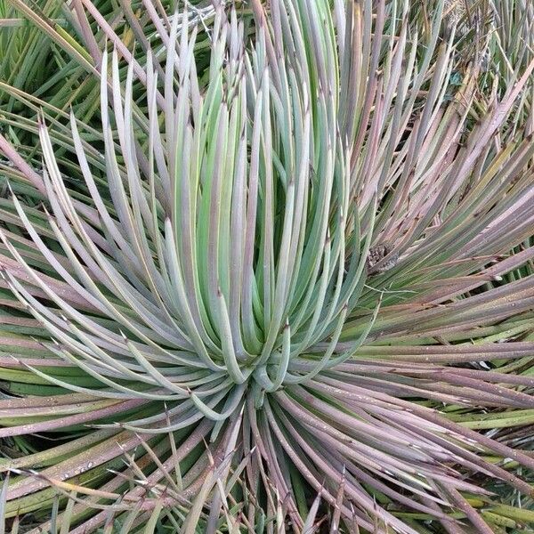 Agave stricta ഇല