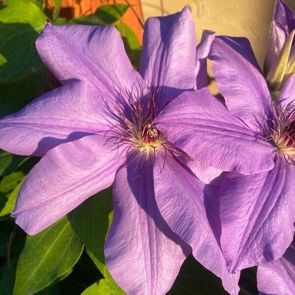 Clematis viticella 花