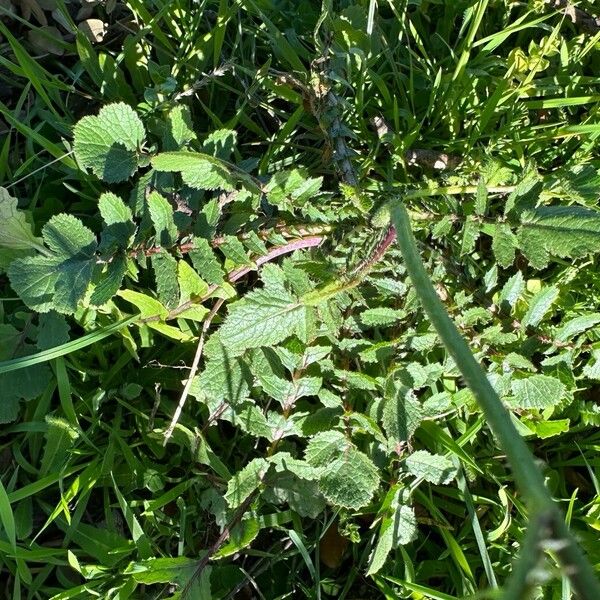 Eruca sativa Leaf