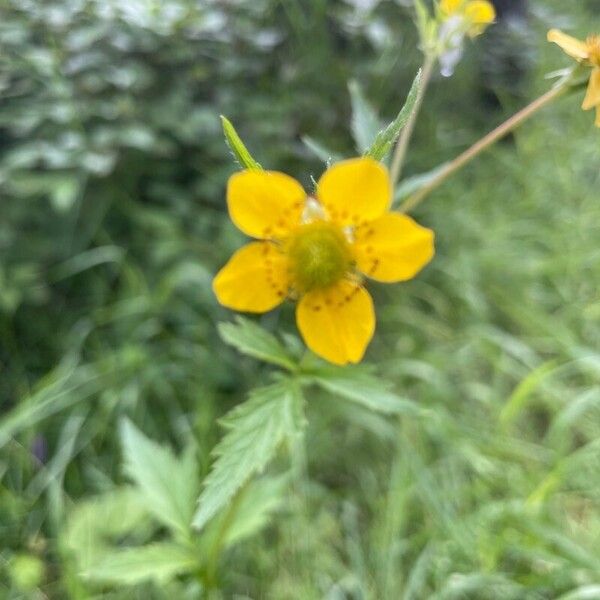 Geum aleppicum Floare