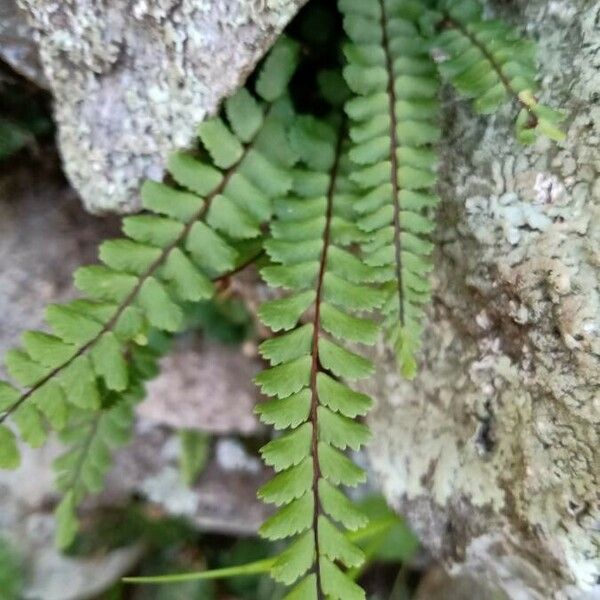 Asplenium trichomanes ഇല