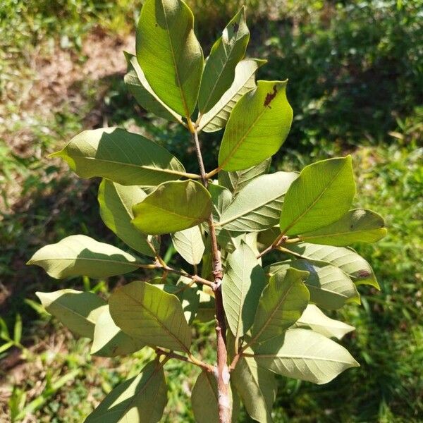 Myrcia tomentosa برگ