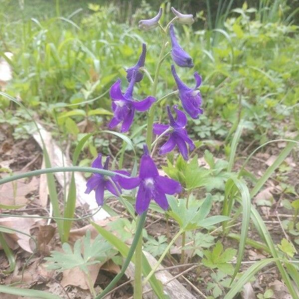 Delphinium tricorne ফুল