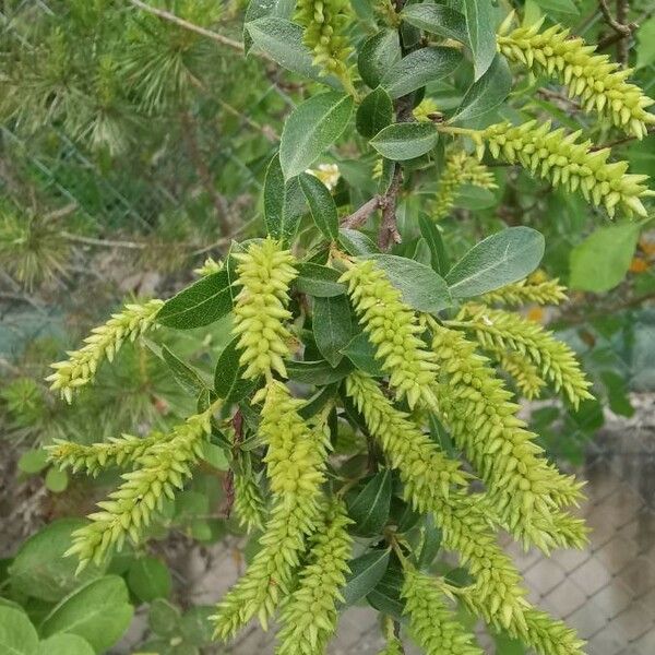 Salix triandra Квітка