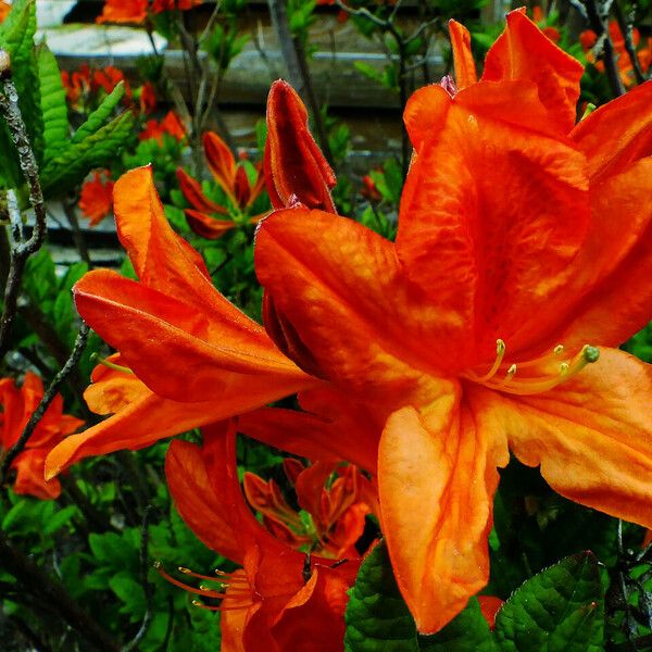 Rhododendron japonicum Květ