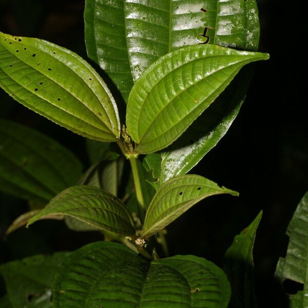 Miconia rubescens List