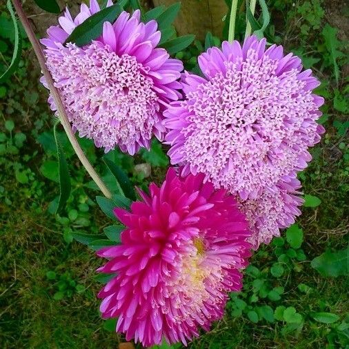 Callistephus chinensis Flor