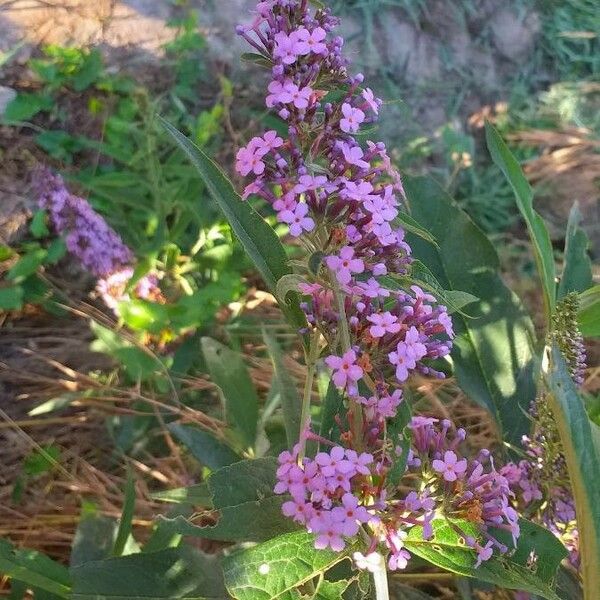 Lythrum salicaria Flower