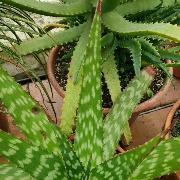 Aloe kilifiensis Ліст