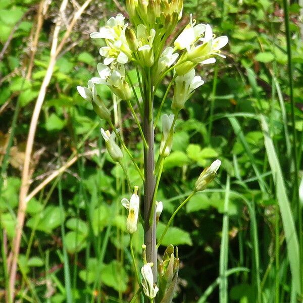 Turritis glabra Blomma