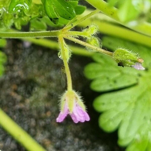 Geranium pusillum Flower