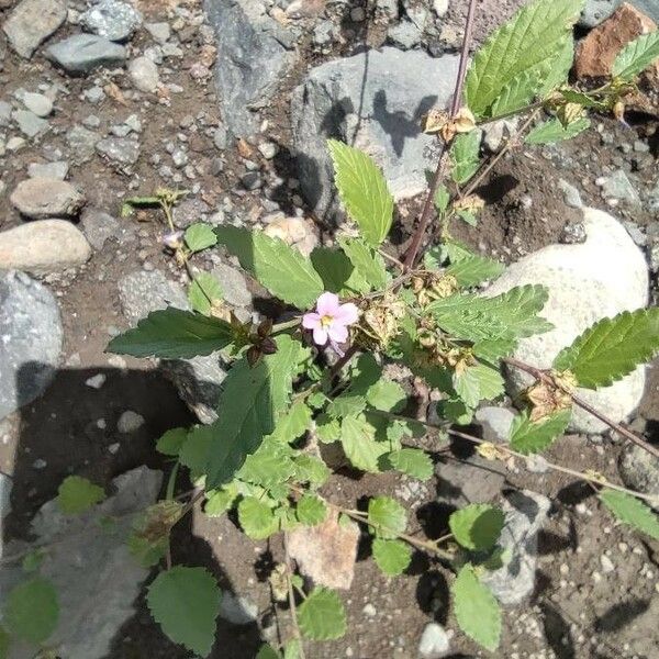 Melochia pyramidata Flower