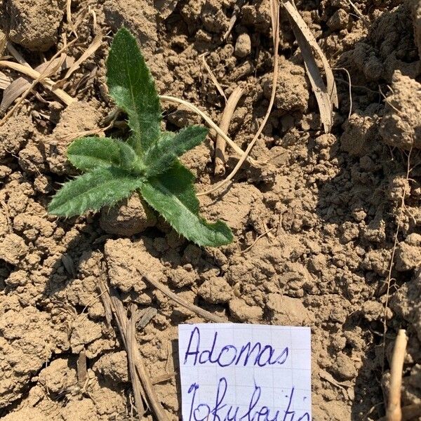 Cirsium arvense पत्ता