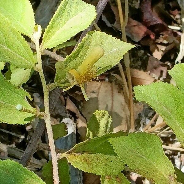 Grewia flavescens Habit