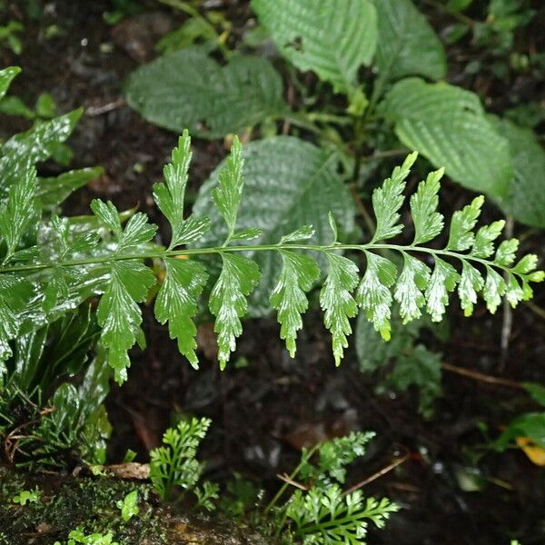 Asplenium lividum Frunză