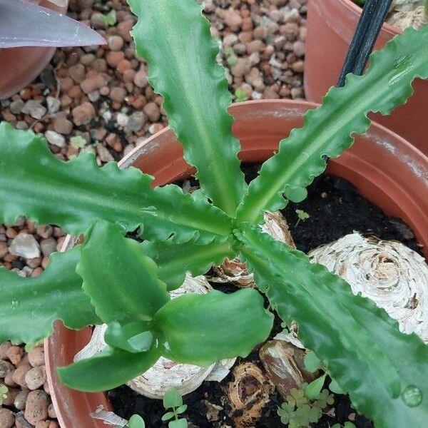 Veltheimia bracteata Blad