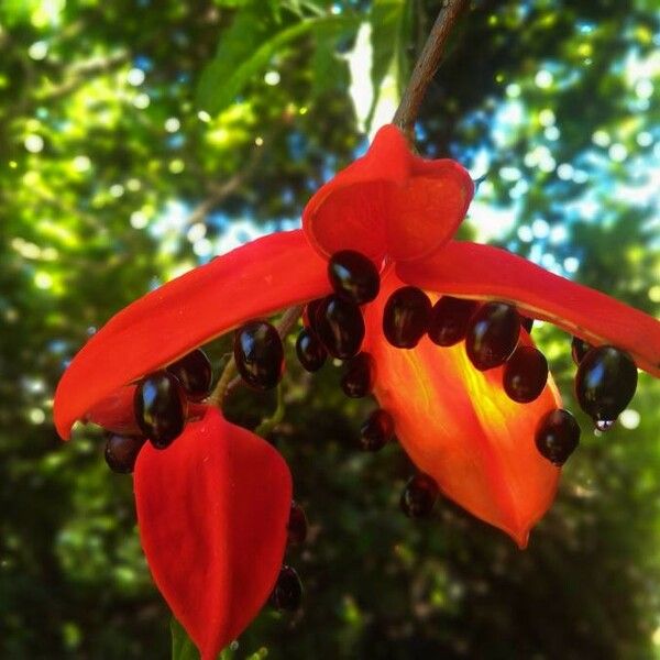 Sterculia monosperma 花